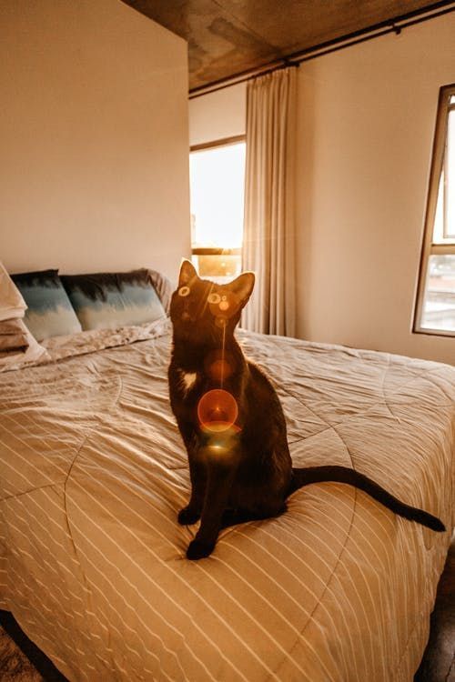Love Pets Now tweet media