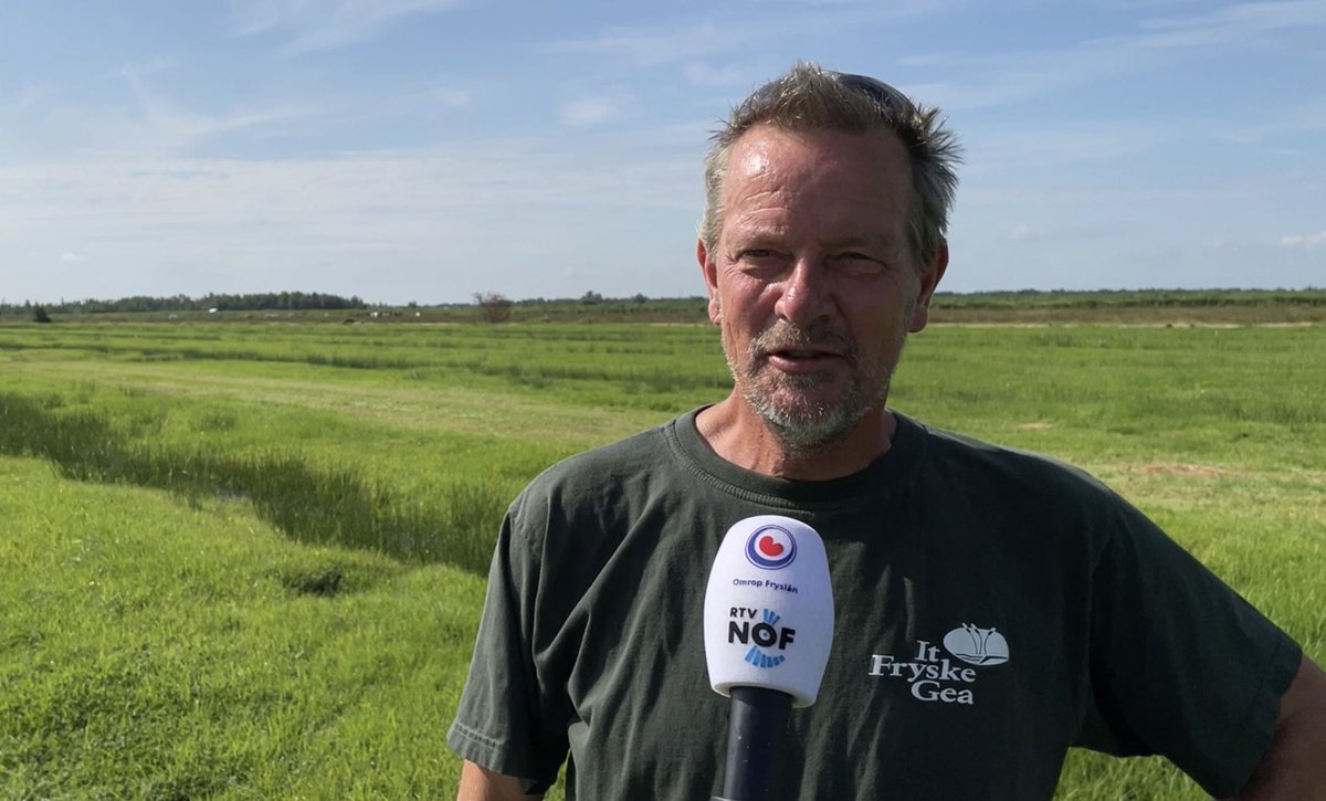 Het gaat goed met de twee jonge zeearenden in natuurgebied de Alde Feanen. De vogels zijn al bijna volgroeid, vertelt Sip Veenstra van It Fryske Gea. Meer op rtvnof.nl of bij omropfryslan.nl. #natuur #AldeFeanen