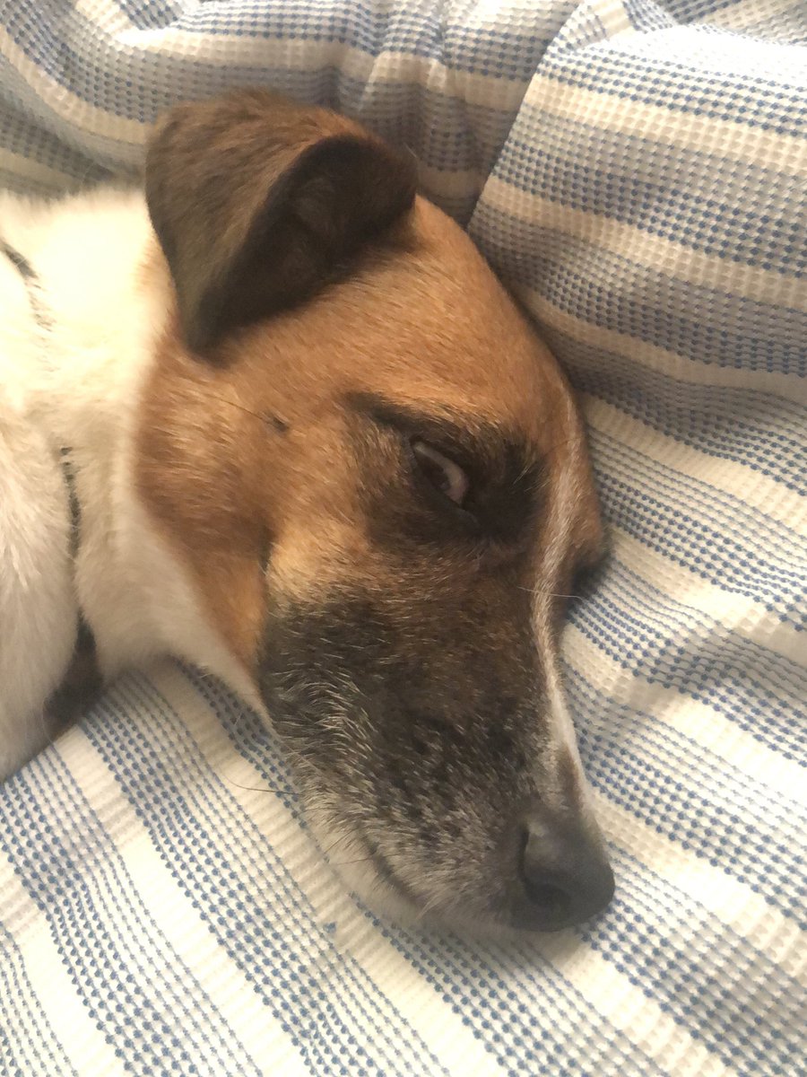目を開けて寝る犬
