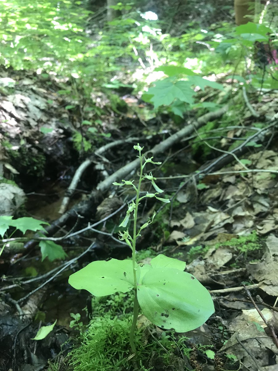 Adrian Bethel tweet media