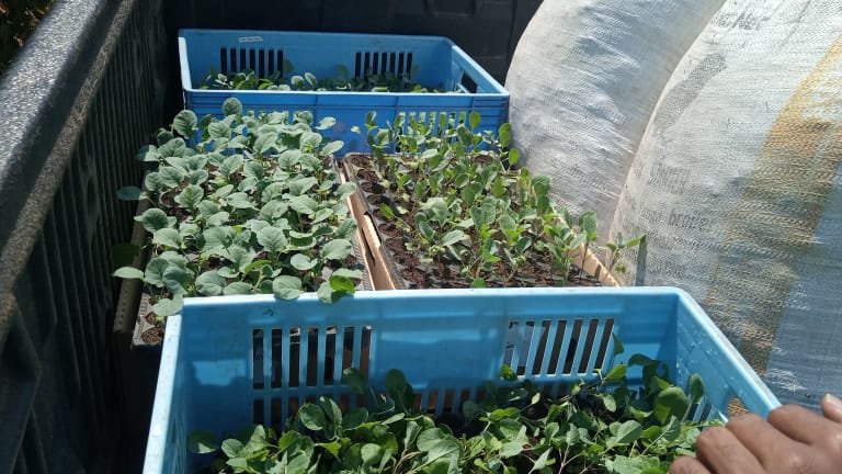 PrideFarms_Ltd's tweet photo. @PrideFarms_Ltd Broccoli and Cauliflower seedling headed to @ClintonFdn Development initiative for the first demo under the Center Pivot Irrigation System.
@NyagatareDistr
#centerpivotirrigation #rwandaagriculture #agriculturedevelopment #seedlings @rwot @RwandaAgriBoard https://t.co/485zQxl2zd