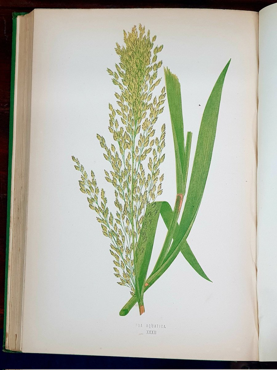 The_PBS's tweet photo. 1871 A Natural History of British Grasses by Lowe, might not be the most mainstream of natural history interests but the plates are so very pretty and delicate. https://t.co/XP9HgV1Xyg