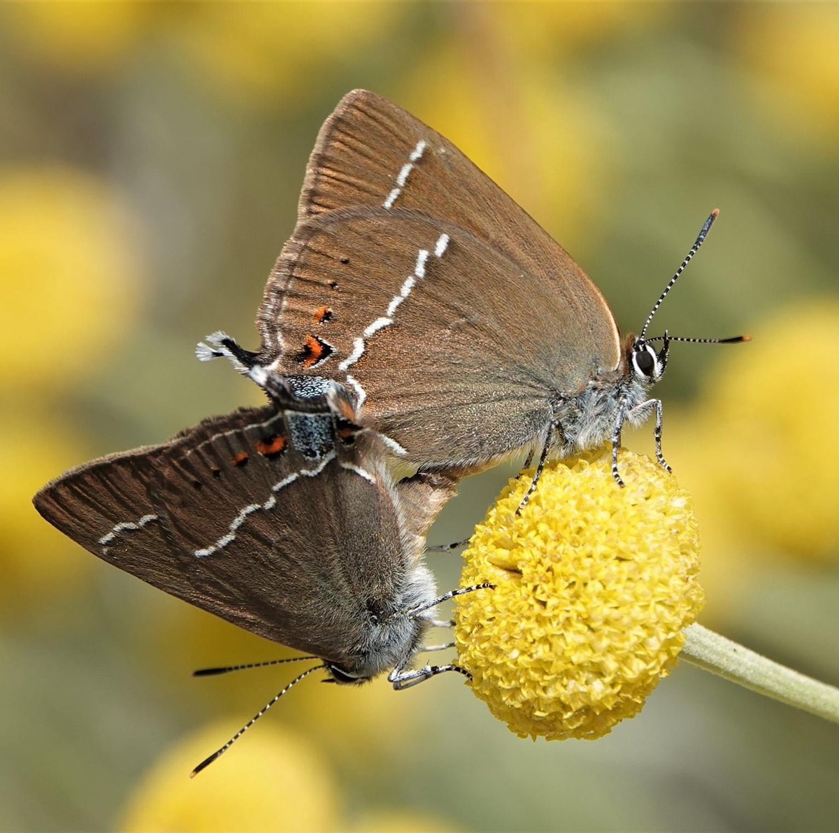 casaelrecuerdo's tweet photo. A mating pair of Blue-spot Hairstreak (Satyrium spini) near Candelario (Salamanca province) 23/07/2021 #butterfly #mariposas #spaon #nature https://t.co/aREsU3QizI