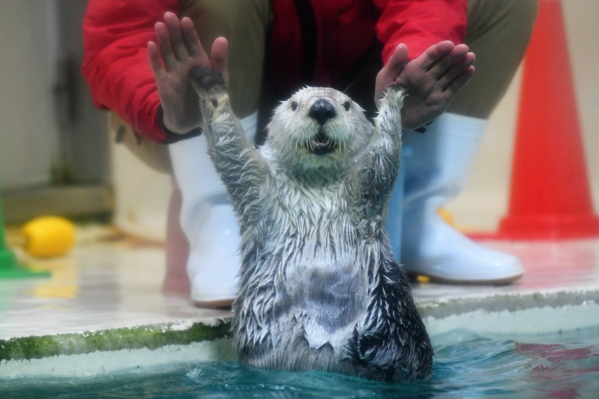 鳥羽水族館のラッコのメイちゃんがカワイイ Togetter