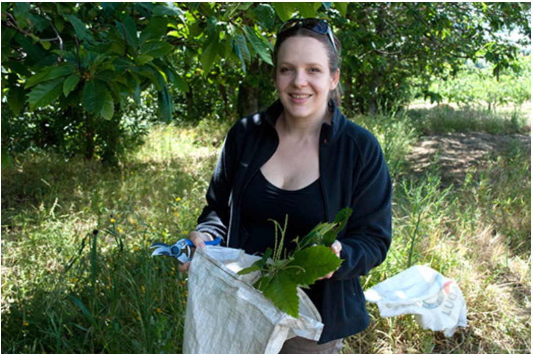 GCAScholarships's tweet image. Bravo Cassandra Quave for discovering chestnut leaves might kill staph. 
 #medicanalbotany #GCAScholar @FoodiePharma @ethnobot @EmoryMedicine @QuaveEthnobot @EmoryHerbarium #ChestnutTrees #Horticulture  #Medicine #FoodiePharmacology #FoodAsMedicine  #ChathamFellowship