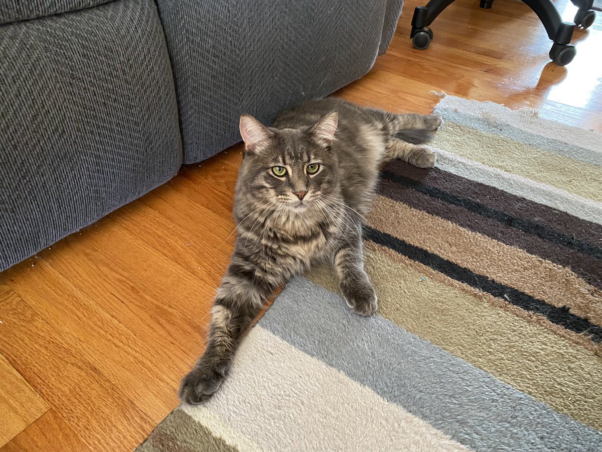 BitchestheCat's tweet image. Is it any surprise that a Congressperson whose bio says Donald Trump is still president has gotten covid twice? @CaptClayHiggins is a perfect example of the ignorance of the current GOP. Who the fuck elects these people?