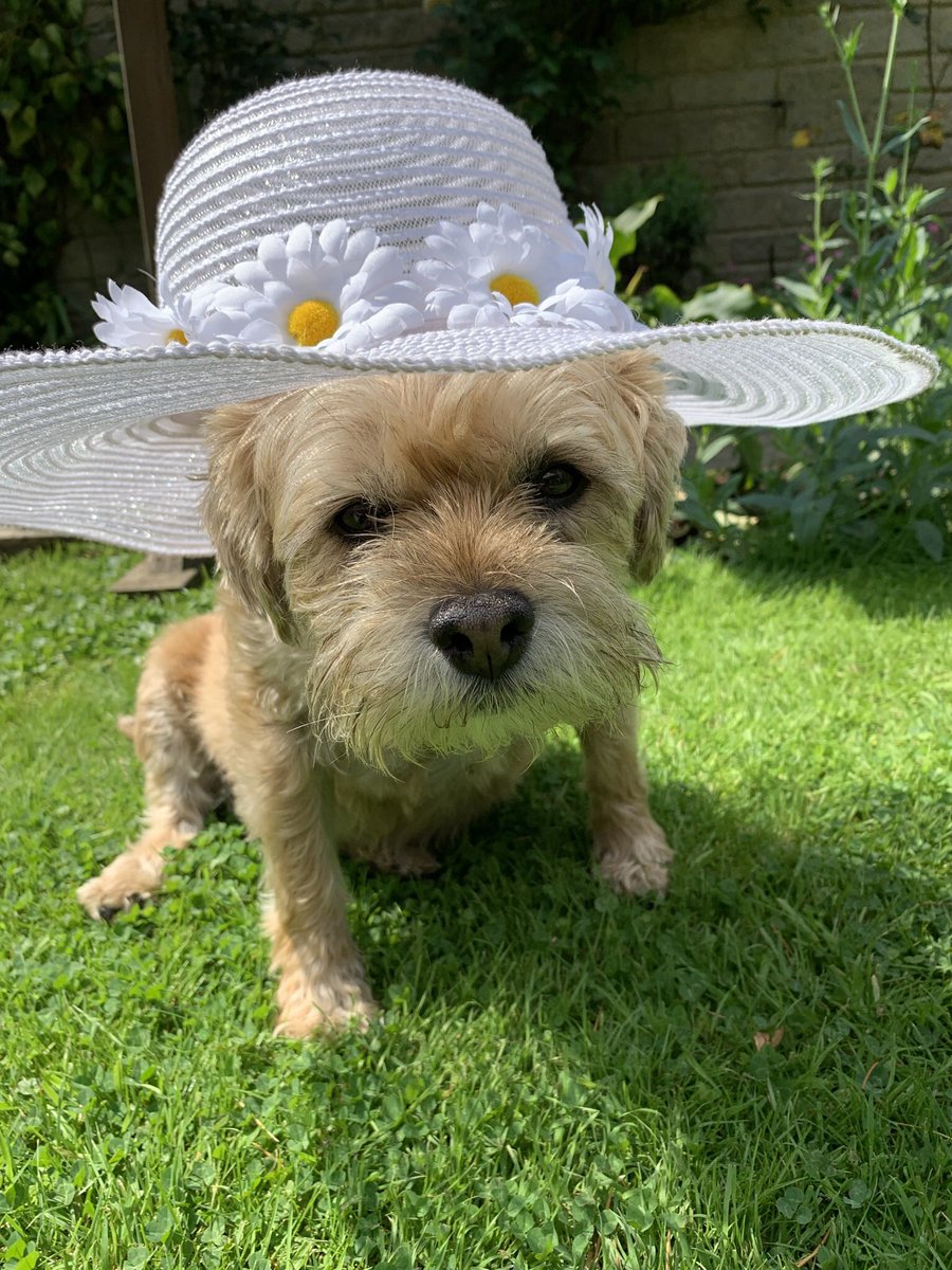 PrincessMavisM1's tweet photo. @DirtyHippyDalek @claptonterrier @LynnieYankee @MrSebBT @DirtyHippyDalek how about this one? https://t.co/xaVBIIrPmO