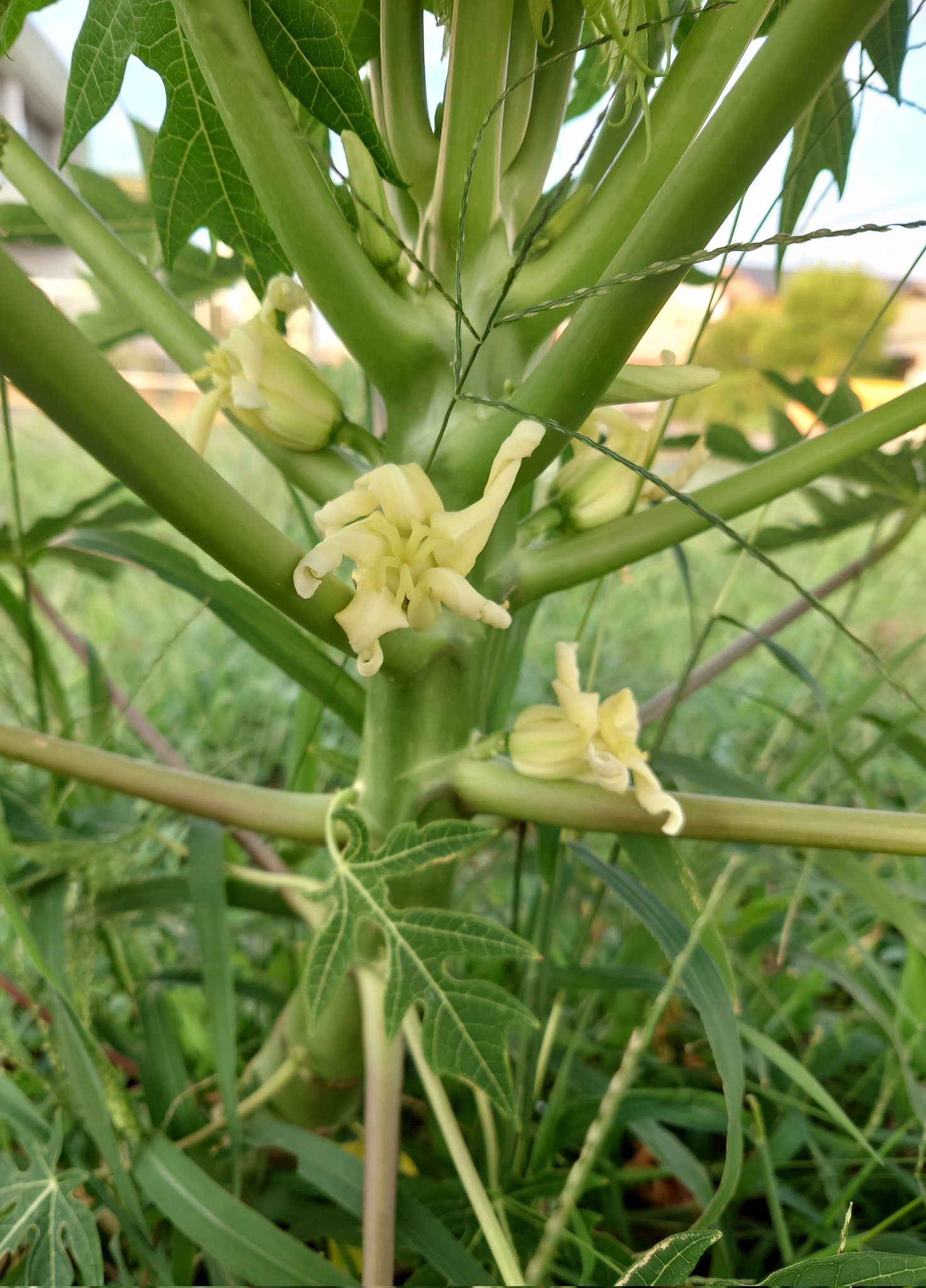 パパイヤの花 Twitter Search Twitter