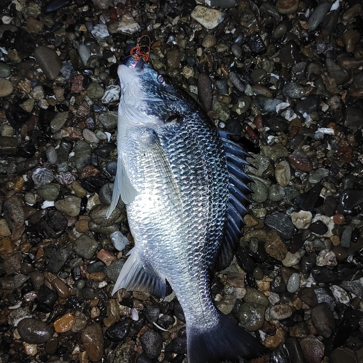 釣りメンぱぱ Tsurimanpapa Twitter 釣りメンぱぱ Tsurimanpapa Twitter