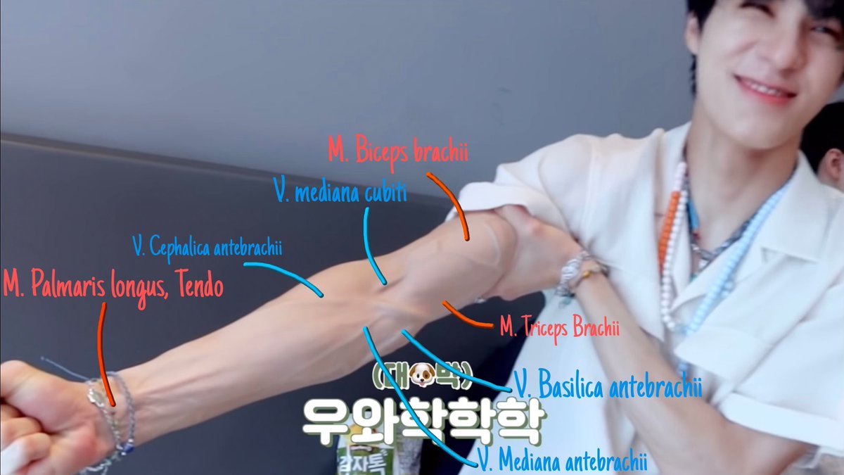 วิชาอนาโน่มี่