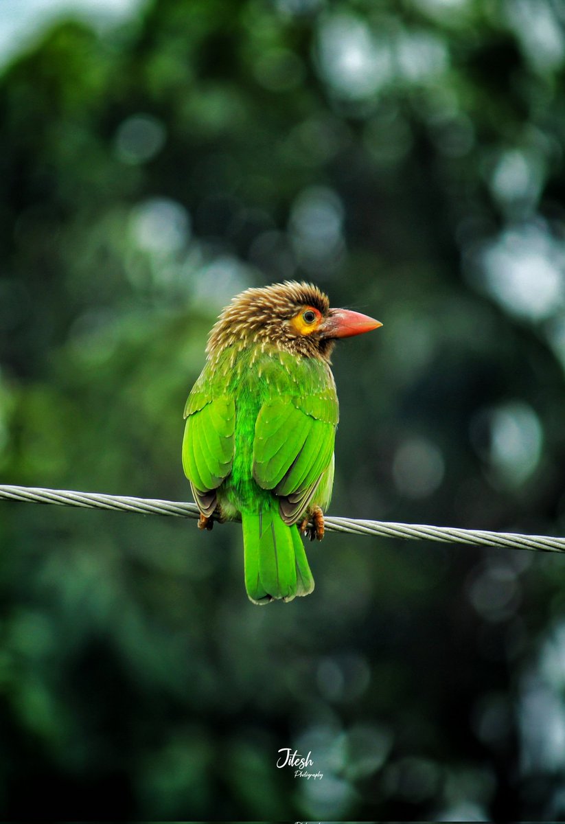 Brown-headed barbet🌿🐦
#Bird #indianbird #birdsofuttarakhand #birds_illife #birdcaptures #birdphotography #birdsonearth #birdplanet #nature #natgeowildlife #Luv4Wilds