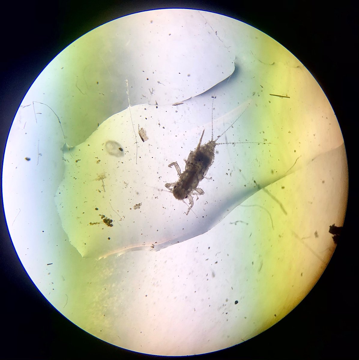 KawarthaConserv's tweet photo. Microscope Mondays
Last up in our #MicroscopeMonday series is the Ephemeroptera, commonly called mayflies. They are sensitive to pollution and indicate good water quality.
#ScienceIsCool #KawarthaIWM #WatershedScience #Benthics https://t.co/ylym97lywn