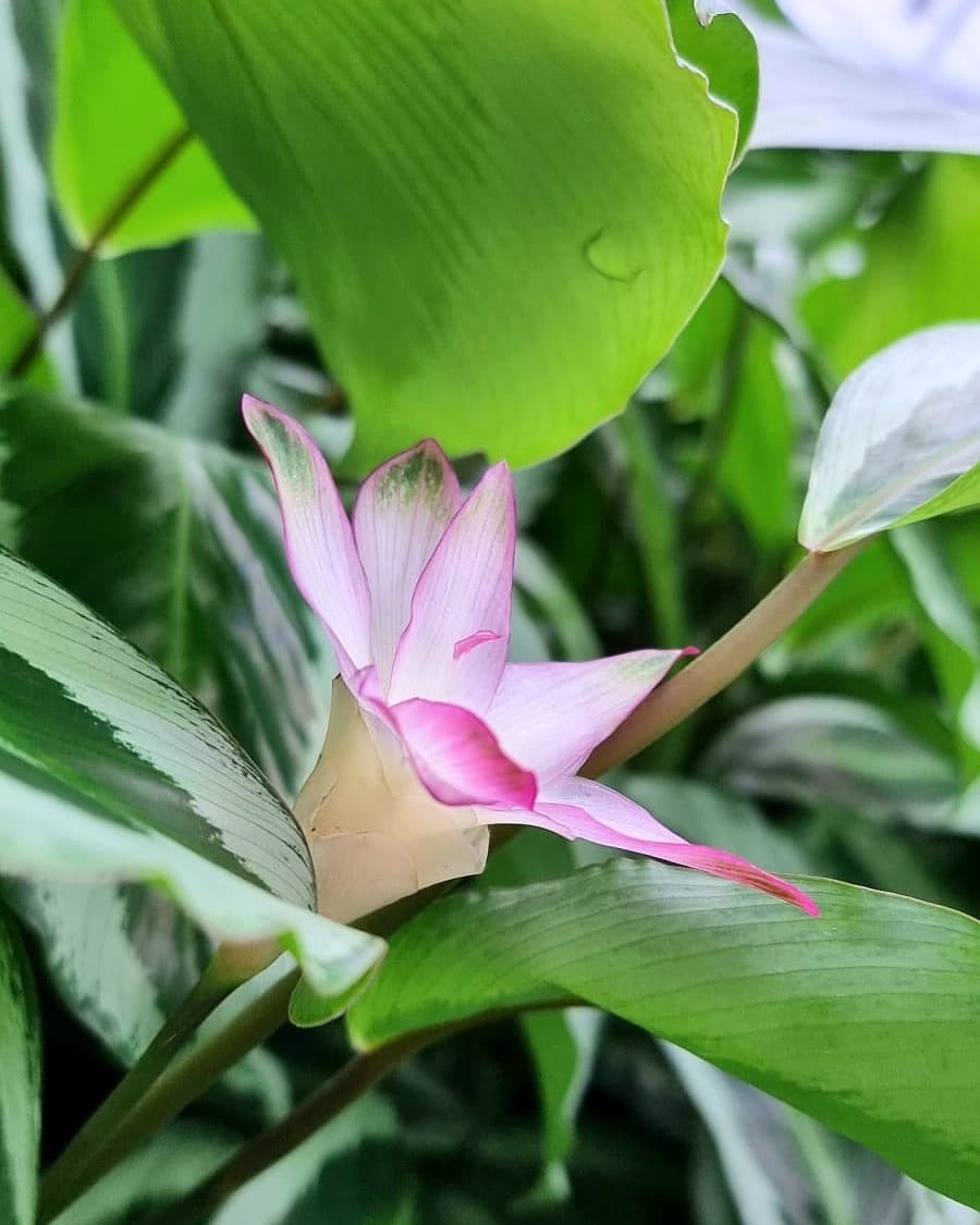 Calathea Bicajoux Gecko, wat een plaatje !