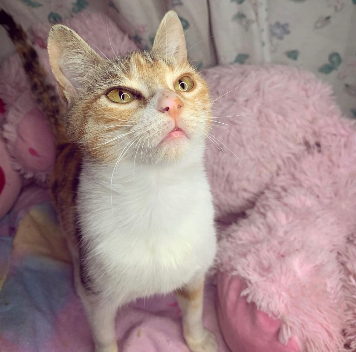 TropillaR's tweet photo. Malma en adopción!💕
Vivía en una villa de pacheco.Lo peor?Tenia dueño! No le daba de comer, estaba sucia y tenia prolapso por la cantidad de parasitos
Pudimos ayudarla y ahora es super mimosa🥰
Si queres a Malma en tu familia podes hablarnos y te pasamos el formu de pre-adopción https://t.co/ErQMBJMkRn