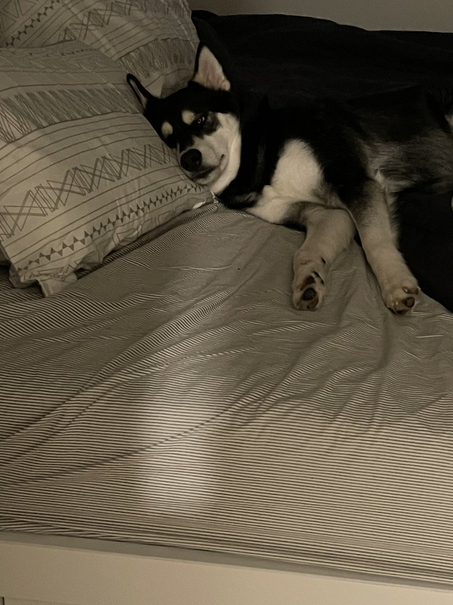 STalazac's tweet photo. Apparently while I go to work Jack is staying in bed to celebrate the first rain in 3 months https://t.co/vtUJPjT2Qi