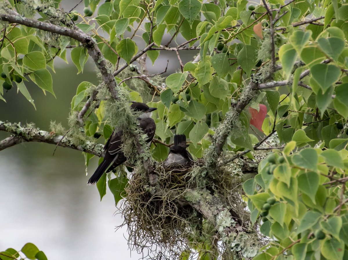 N. Fontaine tweet media