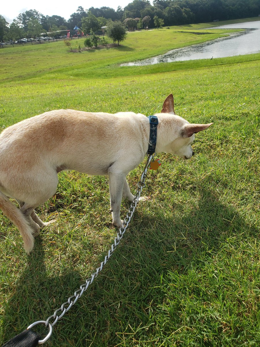 Tucker is about to cross the Rainbow Bridge after 16 amazing years, so we're spending some time at the park for him to enjoy the sniffs one last time.   Please pray for us. <a href="/dog_feelings/">Thoughts of Dog</a> <a href="/dog_rates/">WeRateDogs</a>