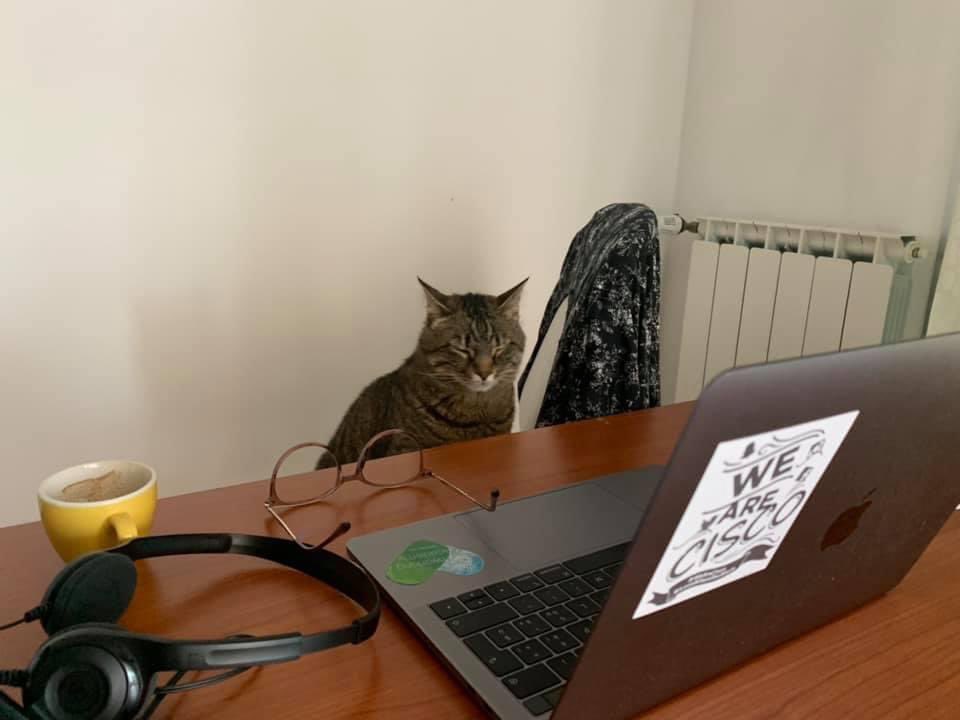 Gianna_lc's tweet photo. Momi the Cat is typing… “Hi team, sorry, I turn off my camera to not consume too much bandwidth” #sleepworking😁
#WeAreCisco #EmergingTalent #Workbuddy #photocontest @WeAreCisco https://t.co/XlQ81EnCl3