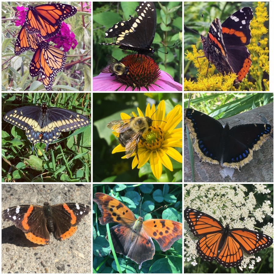 Also in the air are numerous pollinators. Later in fall is a great time to see Monarchs in the park, but there are other butterflies, bees, and insects all over in appropriate habitats #PollinateTO