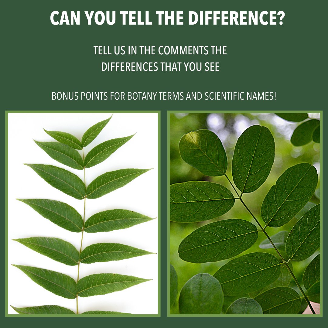 AdvScientists's tweet photo. Can you recognize eastern black walnut’s pinnately compound and alternating leaf arrangement with symmetrical leaflets that taper off into a point? Then you need to join the Timber Tracking program. Apply online. #HikeforScience #TimberTracking #AdventureScientists #BlackWalnut https://t.co/6sz6nXZqv4
