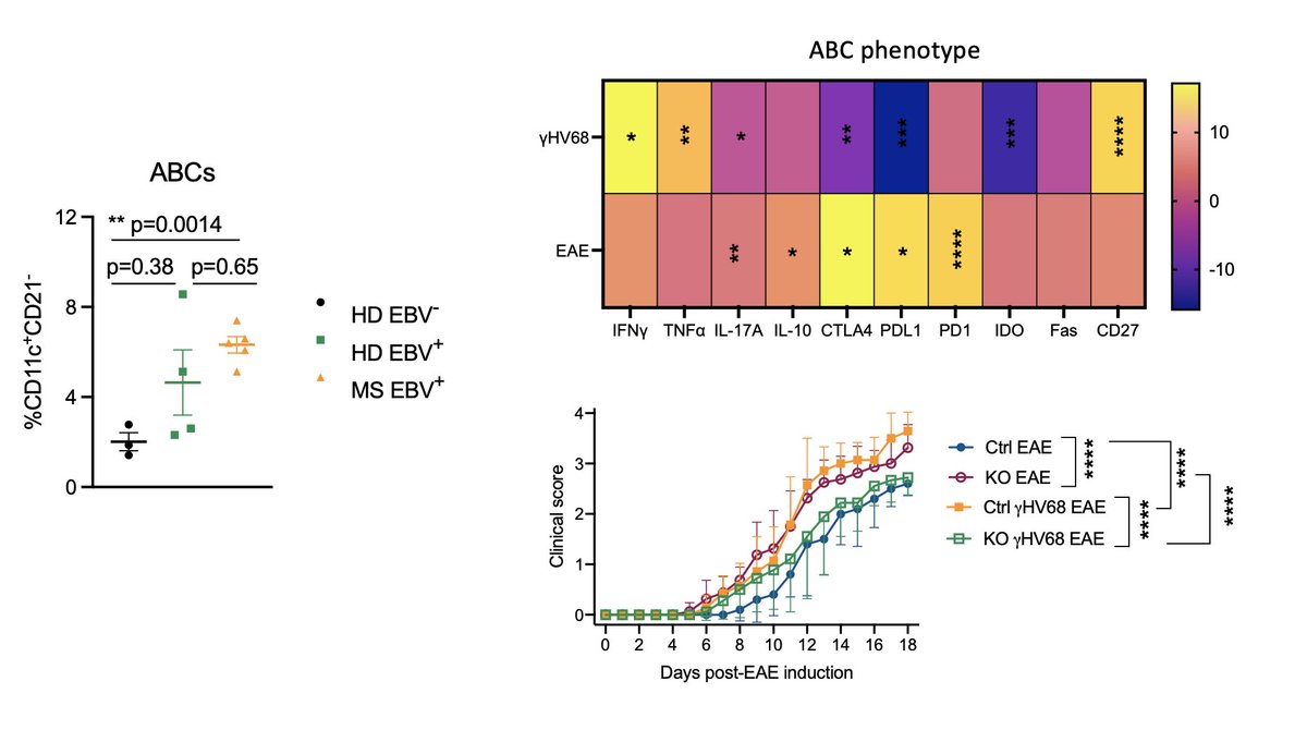Excited to share a preprint of our latest story! 

We show 1. Age-associated B cells are increased in people with MS, 2. Latent viral infection and autoimmunity drive ABCs to distinct phenotypes, and 3. ABCs are required for viral exacerbation of EAE. 

biorxiv.org/cgi/content/sh…