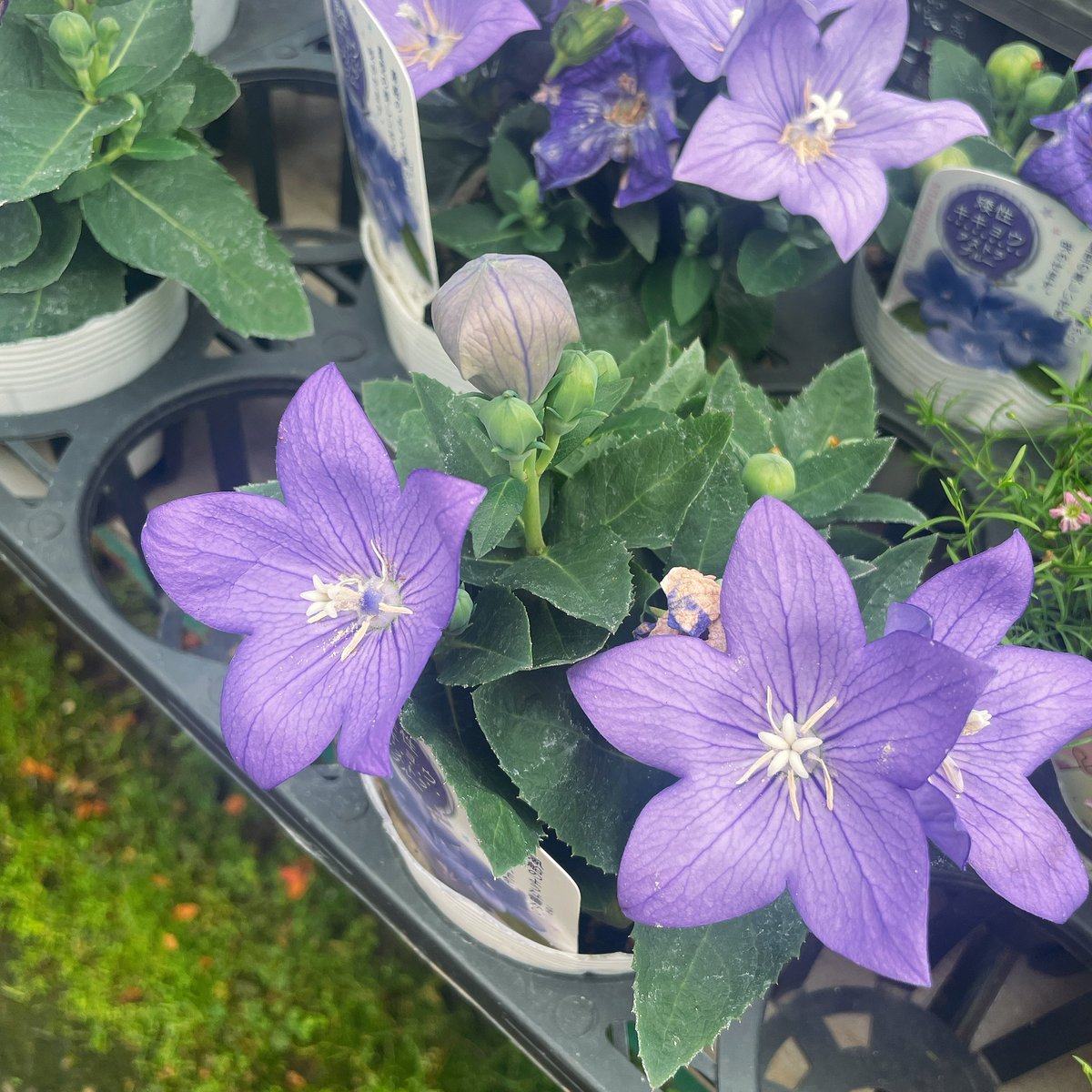 ハルキ (@biotope_) on Twitter photo 