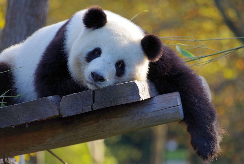 DrMattCrowson's tweet image. RT Pandas I: read_csv(), head(), tail(), info(), and describe() dlvr.it/S4S86H #pandas #pandasdataframe #datascience #jupyternotebook #python