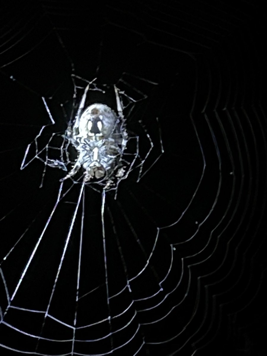 DobieMomm's tweet photo. Can anyone tell me what kind of spider this is? https://t.co/6Rr9KuYhJ9