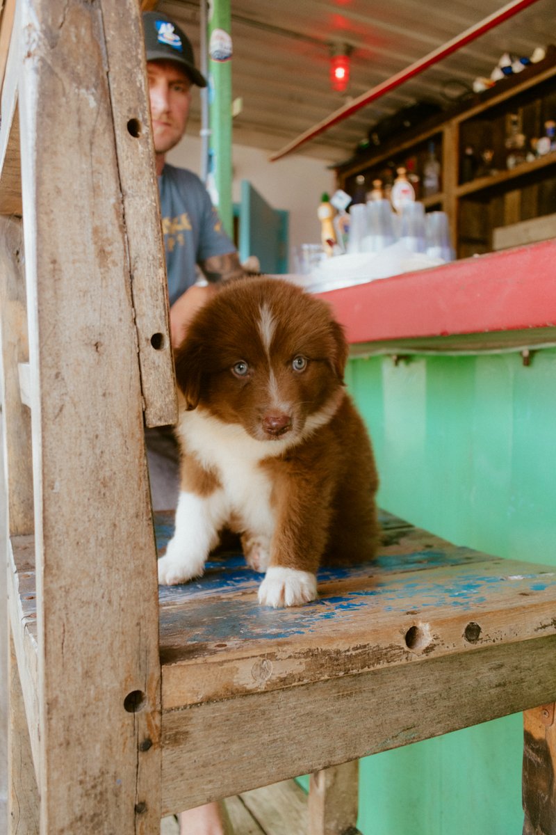 EVERYONE is welcome at Red Fish Blue Fish, and yes, that includes dogs 🐶🐟
