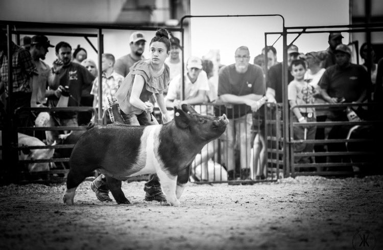 bo_dupler's tweet photo. 3rd Overall at the Perry County Fair!!!One of the better county shows in the Great State of Ohio. Shown by Caroline Dupler and bred by @moyer_ben Moyer Genetic Edge show pigs. A special thanks shoutout to @cdupler30 https://t.co/0zqC2KHRBK