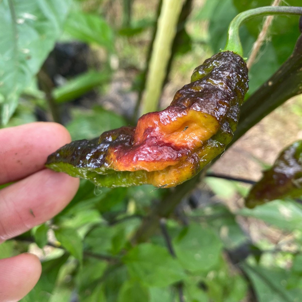 powerfulpep's tweet photo. Sounded like I was fishing when I yelled “I see color” in the #garden #peppers #spicy #urbangarden #powerfulpepperco https://t.co/LY1BFL4F9S