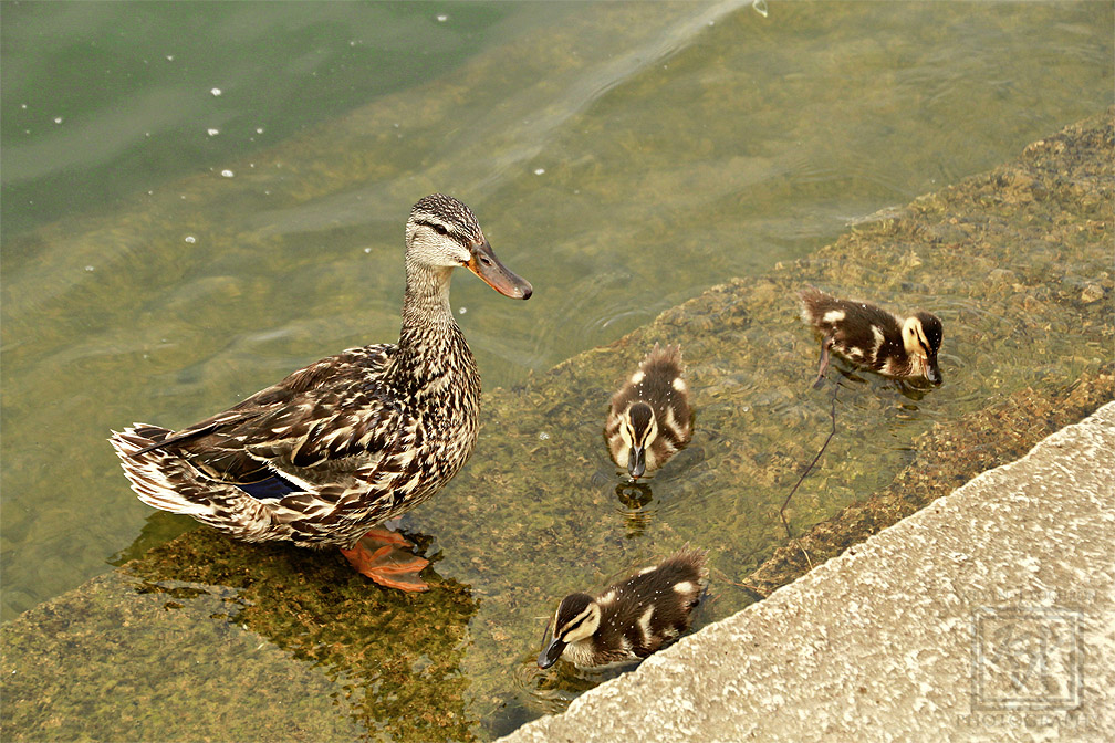 KjpPhotography's tweet photo. Mother #Malard and babies at the #MemorialUnion Terrace at 800 Langdon St, in #MadisonWisconsin. (7-21-2021) https://t.co/xhFixKiMhF