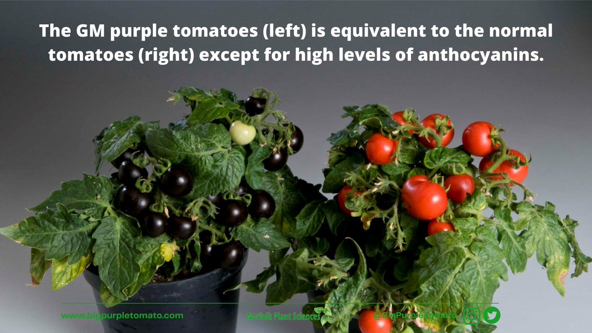 BigPurpleTomato's tweet image. The science is clear. The #BigPurpleTomato provides a healthier alternative for all tomato lovers. 

bigpurpletomato.com