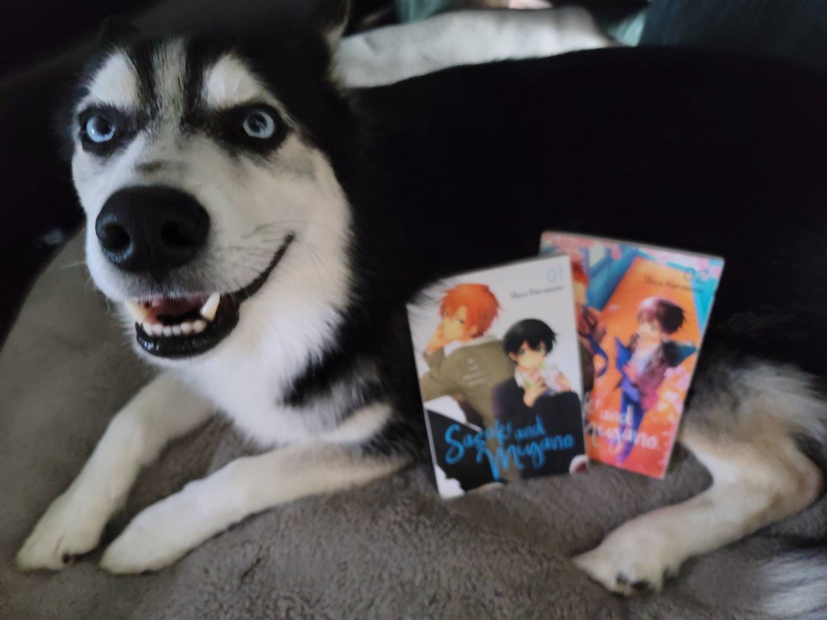 BNRedwoodCity's tweet photo. Bolt loves adorable rom-coms! He recommends Sasaki and Miyano by Shou Harusono. #bn #bookstagram #bolt #boltmm #manga #mangamonday #sasakiandmiyano #shouharusono #petsofbn #huskiesofinstagram #boyslove https://t.co/R8zWpjn8Vj