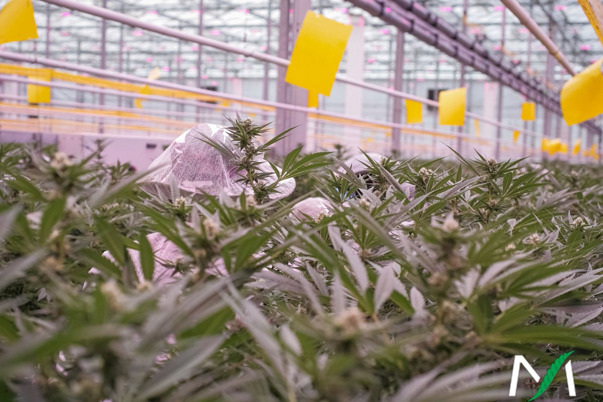 If you’re ever looking for someone in our greenhouse, just check for the tops of their hats 😂🎩
.
.
#cannabiscommunity #canadiancannabis #cannabisconnoisseur #cannabiseducation #cannabislove #sativa #marijuanaindustry