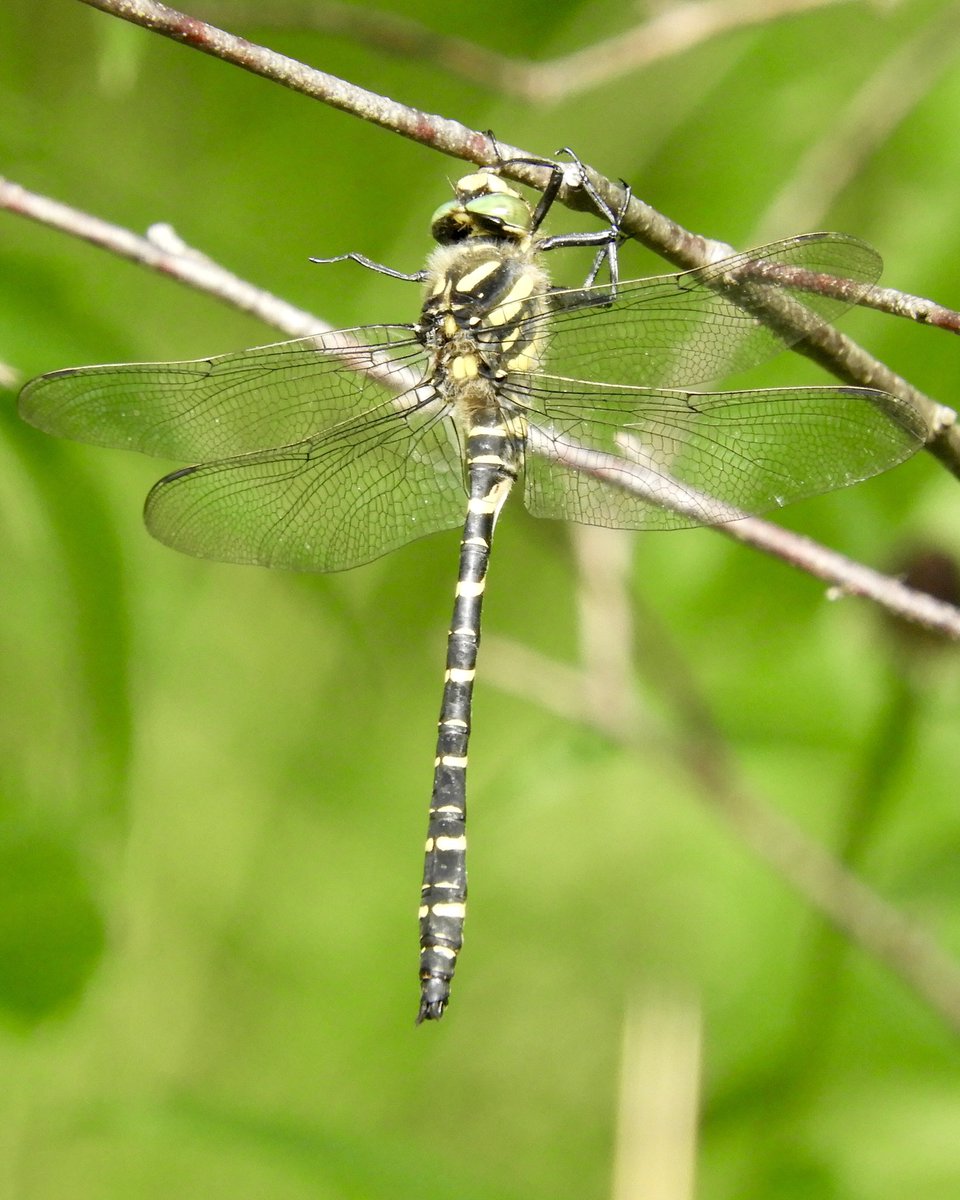 JamesJeherbert's tweet photo. More from today’s bumper morning of #Odonata Southern hawker, Golden-ringed dragonfly, Emperor, Large red damselfly and absolutely loads of Keeled skimmers at Carmel NNR @BDSdragonflies @welshbirders https://t.co/KfWUZY81Pg