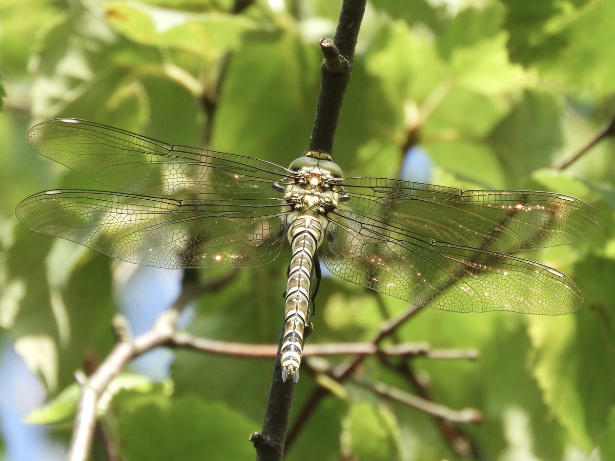 JamesJeherbert's tweet photo. More from today’s bumper morning of #Odonata Southern hawker, Golden-ringed dragonfly, Emperor, Large red damselfly and absolutely loads of Keeled skimmers at Carmel NNR @BDSdragonflies @welshbirders https://t.co/KfWUZY81Pg