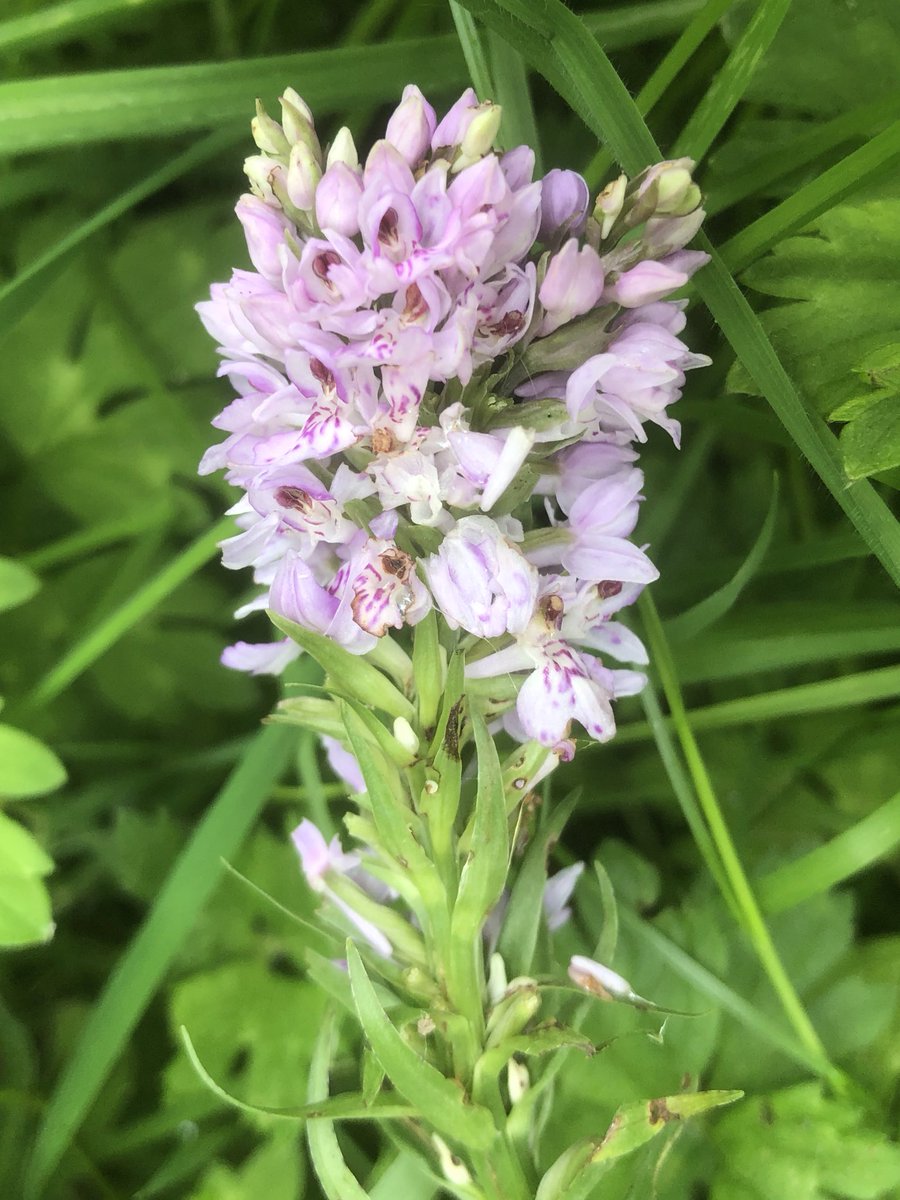 flisdiddy's tweet photo. An update on the fasciated common spotted orchid from the end of June. I went back a few days later &amp; the stem had been nibbled! @Britainsorchids @ukorchids @BSBIbotany @wildflower_hour @EuropeanOrchids @Love_plants https://t.co/RhdvRyUVtE