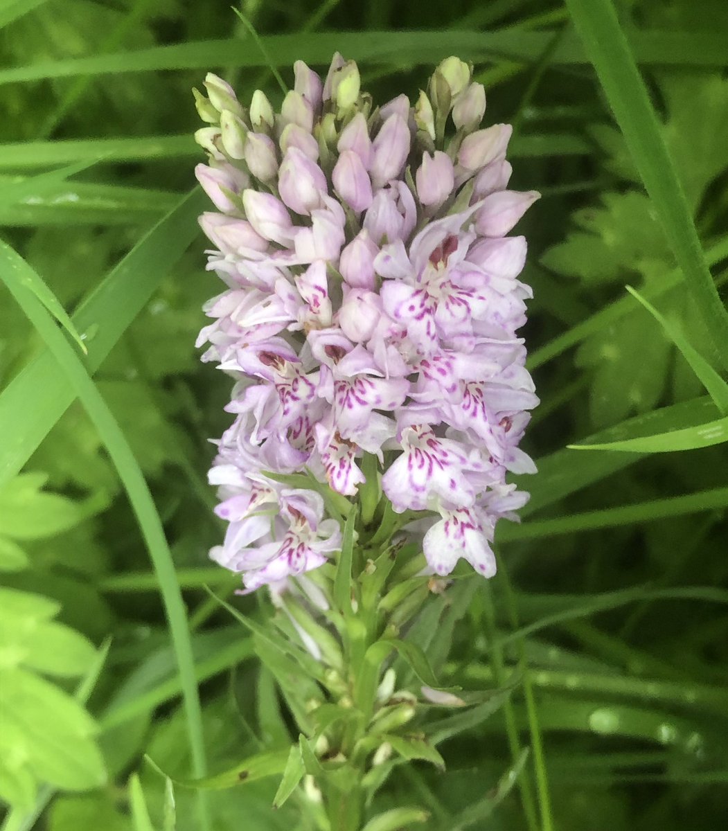 flisdiddy's tweet photo. An update on the fasciated common spotted orchid from the end of June. I went back a few days later &amp; the stem had been nibbled! @Britainsorchids @ukorchids @BSBIbotany @wildflower_hour @EuropeanOrchids @Love_plants https://t.co/RhdvRyUVtE