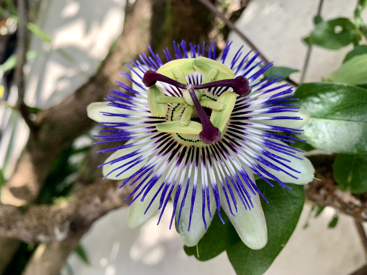 IanMac69's tweet photo. Waited a year for this to happen #notyellow #GardensHour #passionflower https://t.co/cyOworcCwz