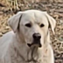 TedCruzPoodle's tweet photo. #AintPlaying
#JudgyFace https://t.co/6IVaKwMkub