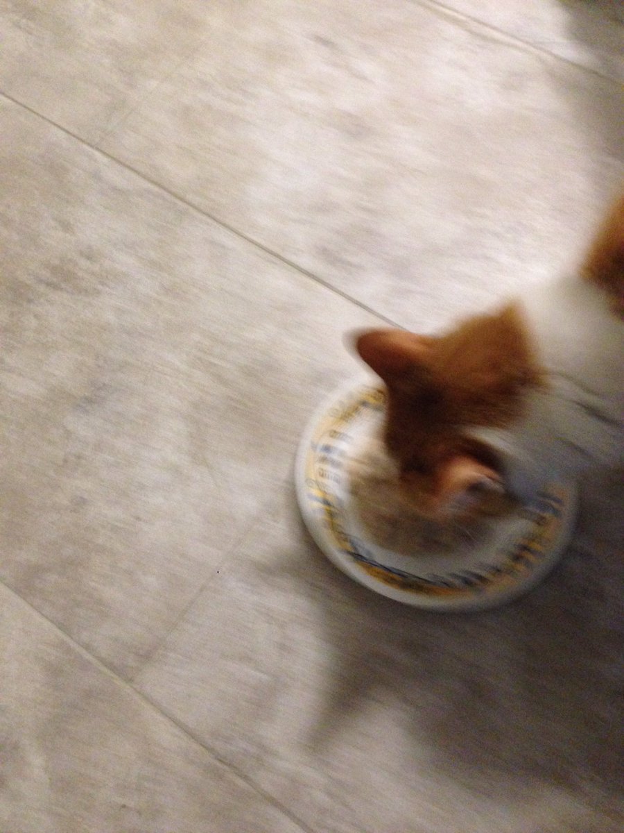 KesTheCat's tweet photo. Happen birfday tu mii! Ai iz 10 yearz old nao. https://t.co/DaQBVgJtLr