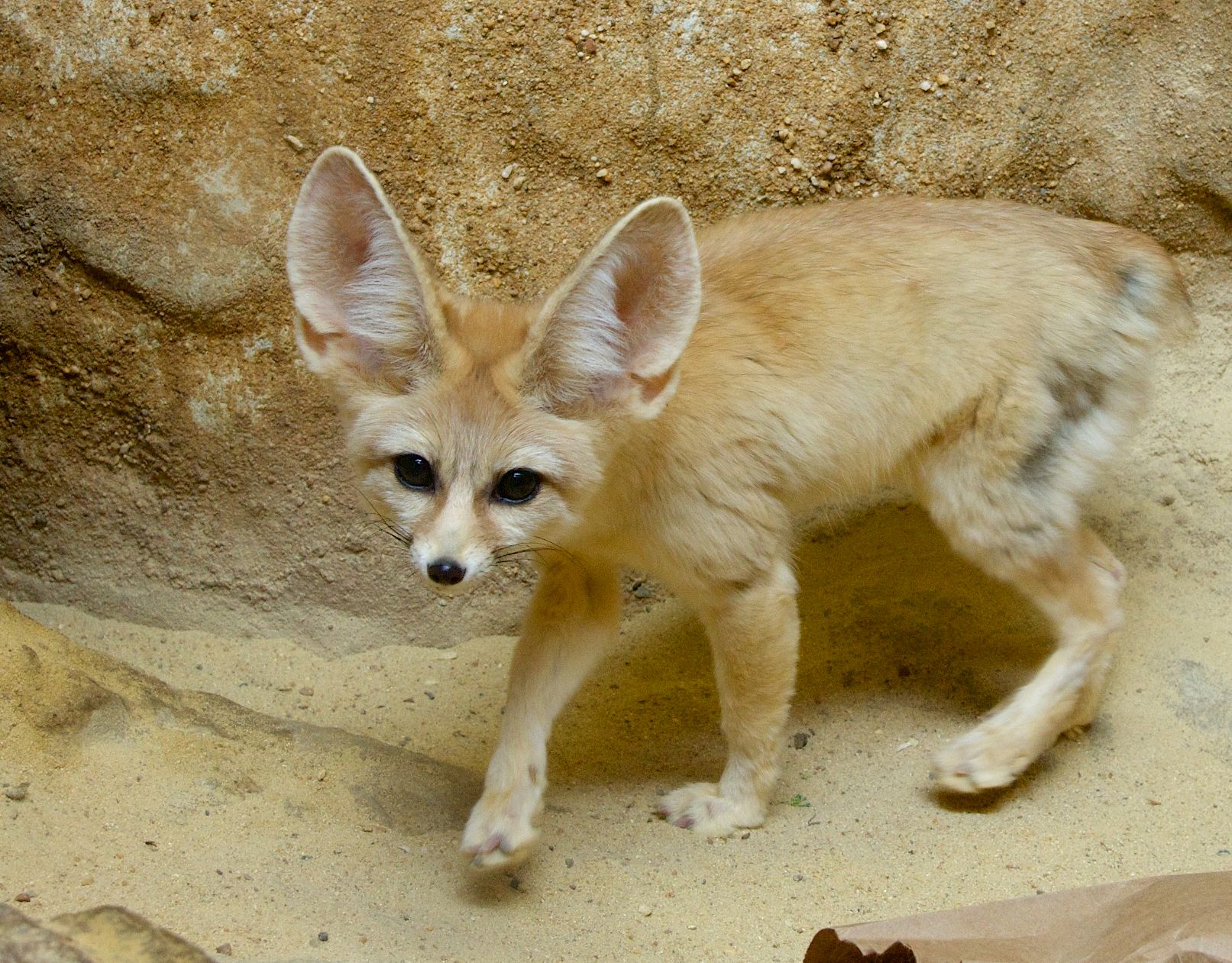 National Zoo on Twitter: National Zoo on Twitter: