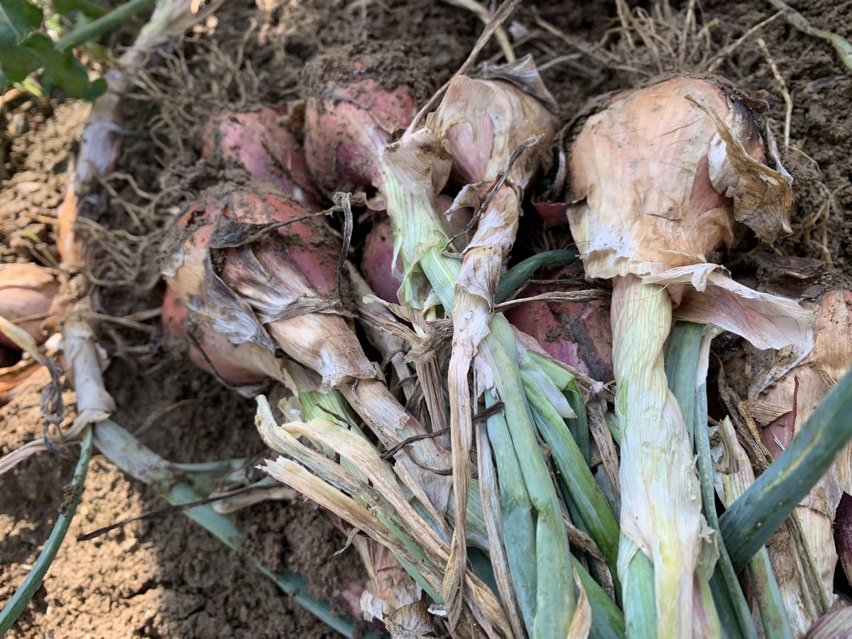 AudePocchiola's tweet image. Arrachage des échalotes #échalote #ventedirecte