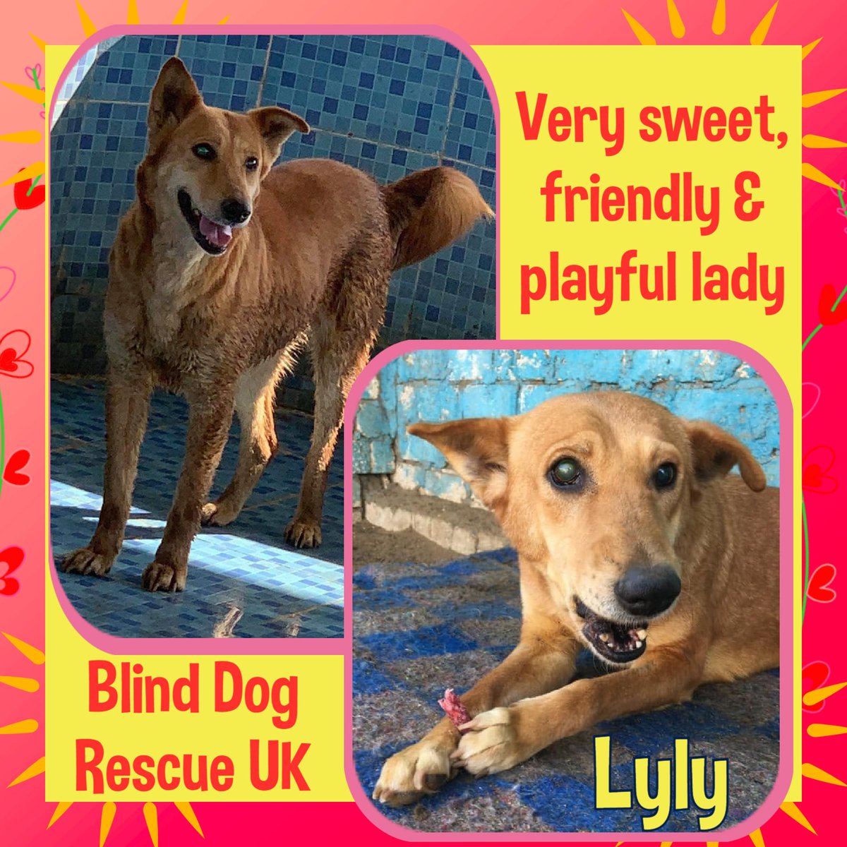 The_Animal_Team's tweet photo. 5yo large lass LYLY is a very friendly girl & very observant, & can ‘sense’ everything around her very well. You wouldn't know she is blind. She likes to be fussed & stroked & can live with kids who are kind & would pet her gently. #WMids https://t.co/U03RuTMIuV #K9Hour #TeamZay https://t.co/6RPT0uOVDX