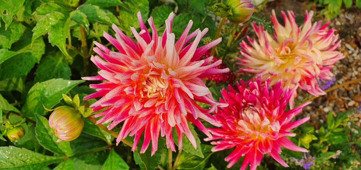 Dahlia Tequila Sunrise - super sparkly! #GardensHour