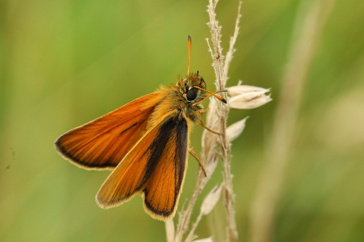 Anne83190328's tweet photo. Vandaag stond in het teken van #dikkopjes: de #kommavlinder en het #zwartsprietdikkopje, in het #noordhollandsduinreservaat.

#vlinder #butterfly #skipper #silverspottedskipper #essexskipper 
@vlinderNL
@PWNwaternatuur @NPHollandsduin https://t.co/aF35ypsG5E