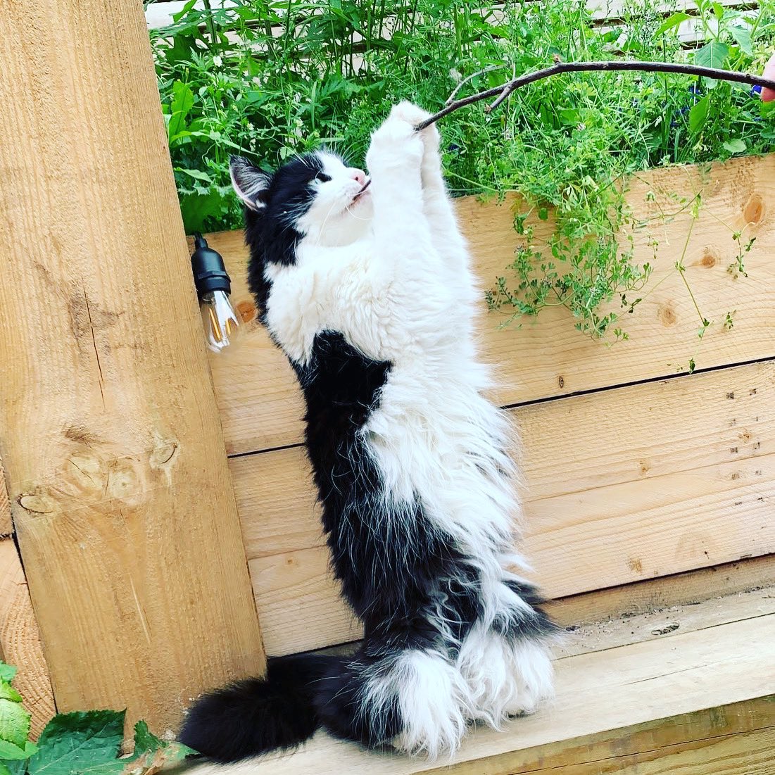 CatVillageNorth's tweet photo. Our new rescue Hallie has been settling in really well , she’s so confident will follow you around until you play with her. #catvillagenorth #rescues https://t.co/l1LDev2Dl1