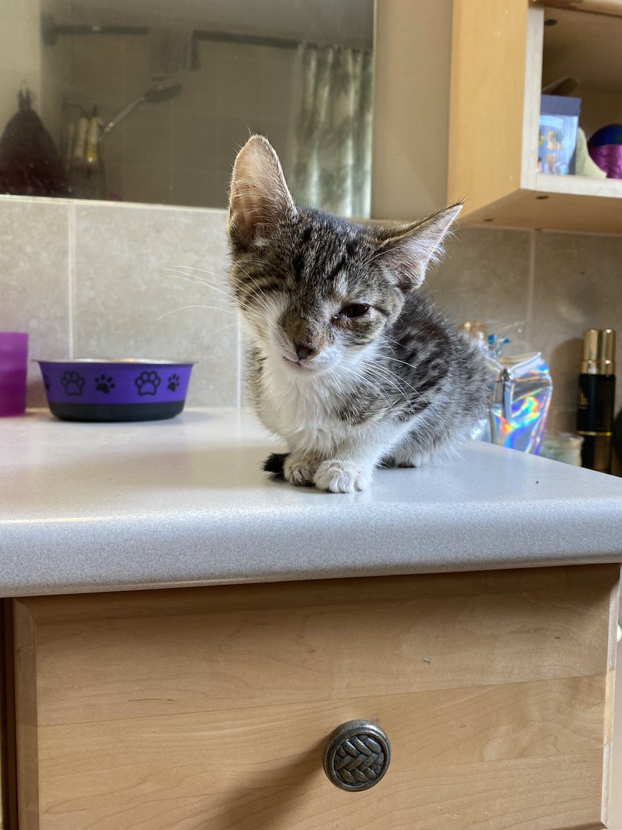kaylacarswell_'s tweet image. @petvalu I think you should include my new disabled kitten Noodles in the 2022 calendar because at only 8 weeks old she’s encountered so many obstacles and lost her eye but now she’s in her forever home and ready for a lifetime of love ❤️ #PVCastingCall2021