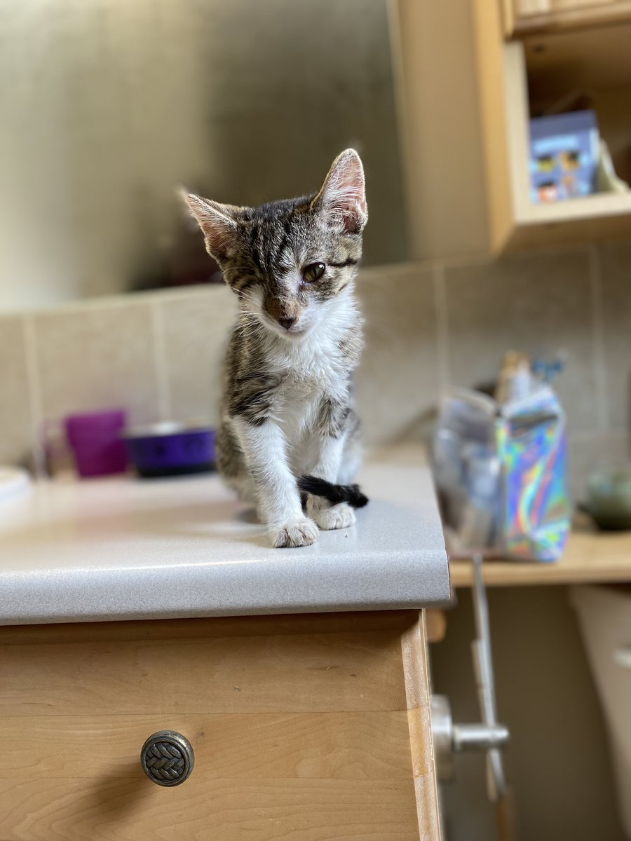 kaylacarswell_'s tweet image. @petvalu I think you should include my new disabled kitten Noodles in the 2022 calendar because at only 8 weeks old she’s encountered so many obstacles and lost her eye but now she’s in her forever home and ready for a lifetime of love ❤️ #PVCastingCall2021